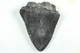 Partial Fossil Megalodon Tooth - South Carolina #376013-1